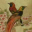 Gaston SUISSE (1896-1988) - Paradisiers